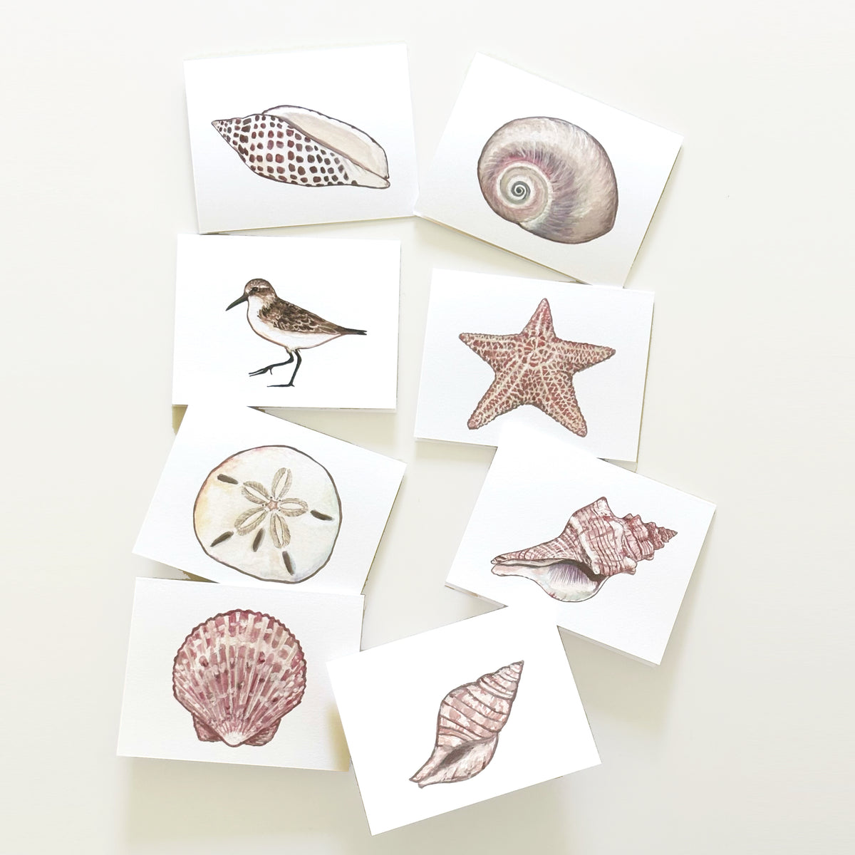 Original artwork of seashells and a sandpiper by Robbin V. Davis, printed on heavy quality folded notecards.