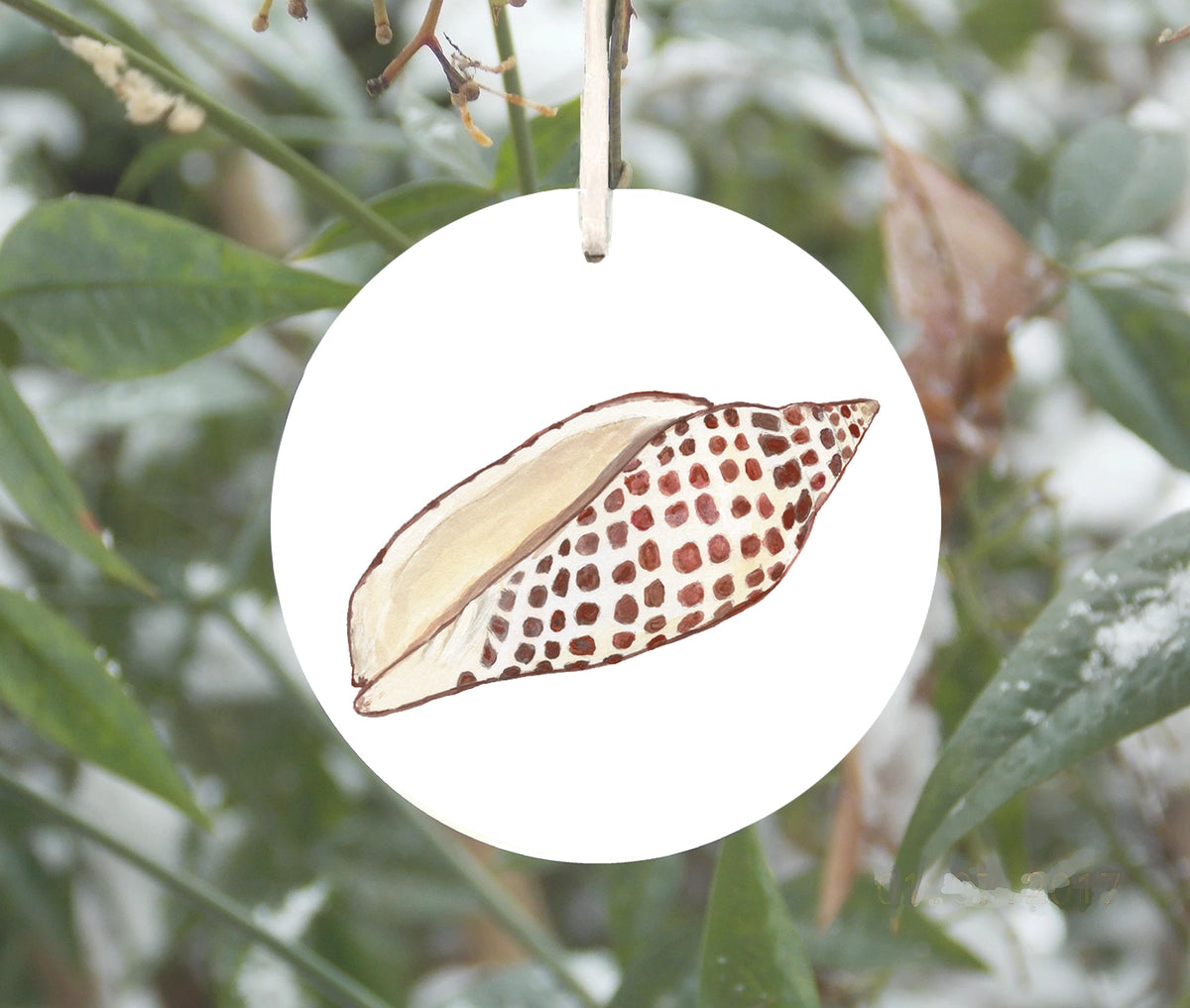 Junonia Shell Ornament